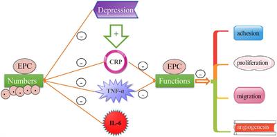 Advances of Endothelial Progenitor Cells in the Development of Depression